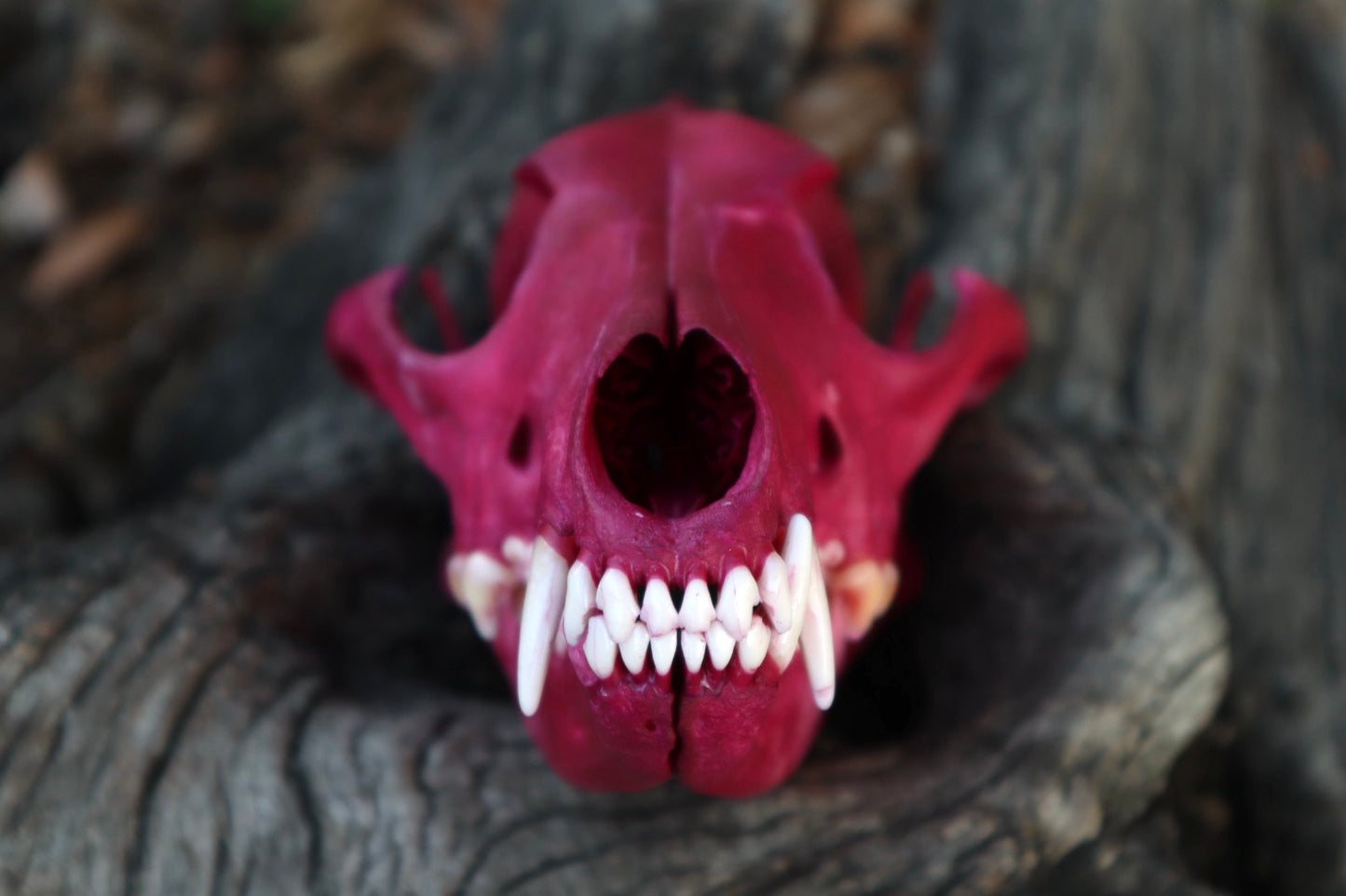 Reserved for Denise - Naturally Stained Coyote Skull