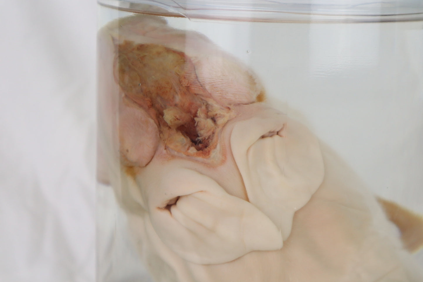 Reserved For Brianna - Wet Specimen Piglet with Congenital Disorders