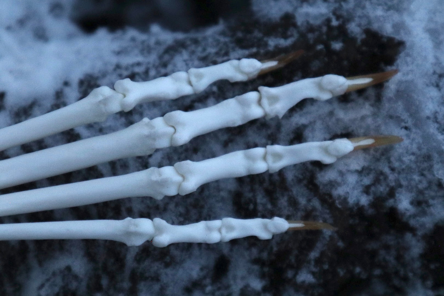 Bobcat Paw Articulation