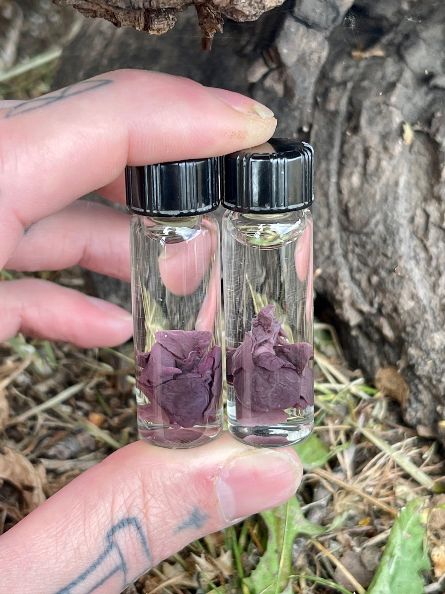 Reserved for Maddie - Wet Specimen Fetal Coyote Heart and Lungs