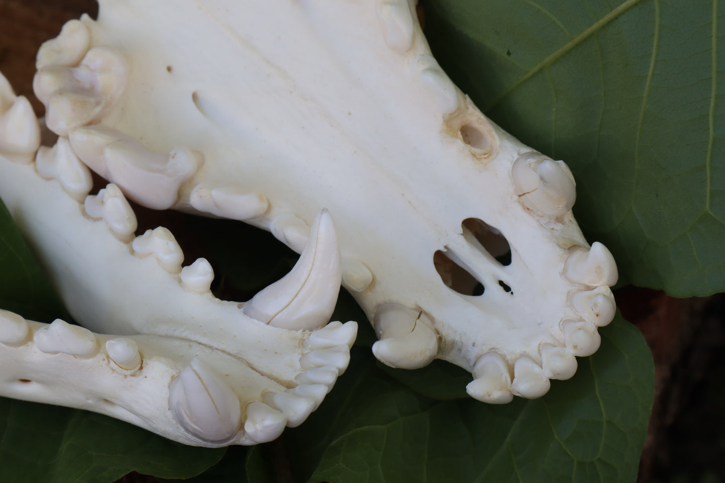 Gray Wolf Skull