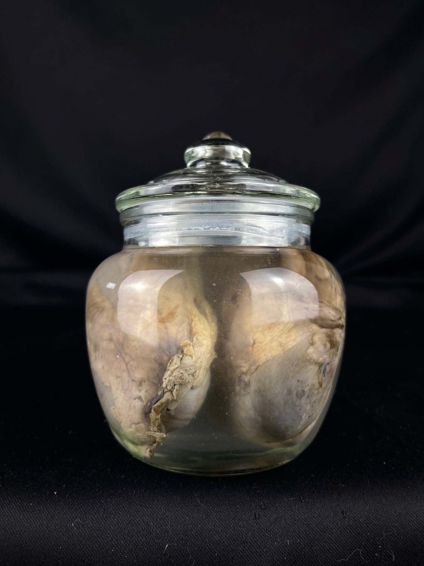Reserved for Khadejah - Wet Specimen Gray Wolf Kidneys