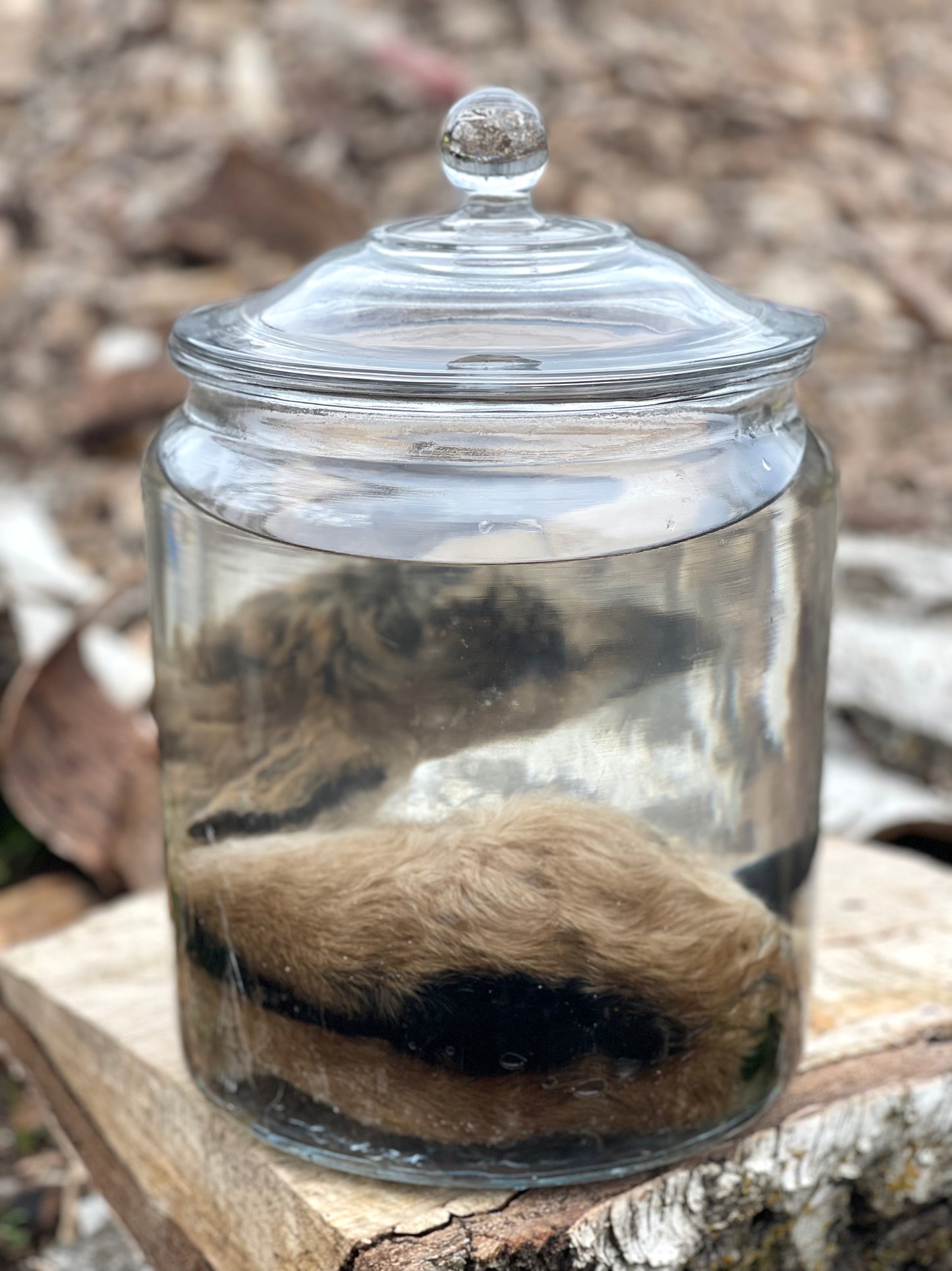 Wet Specimen Baby Goat