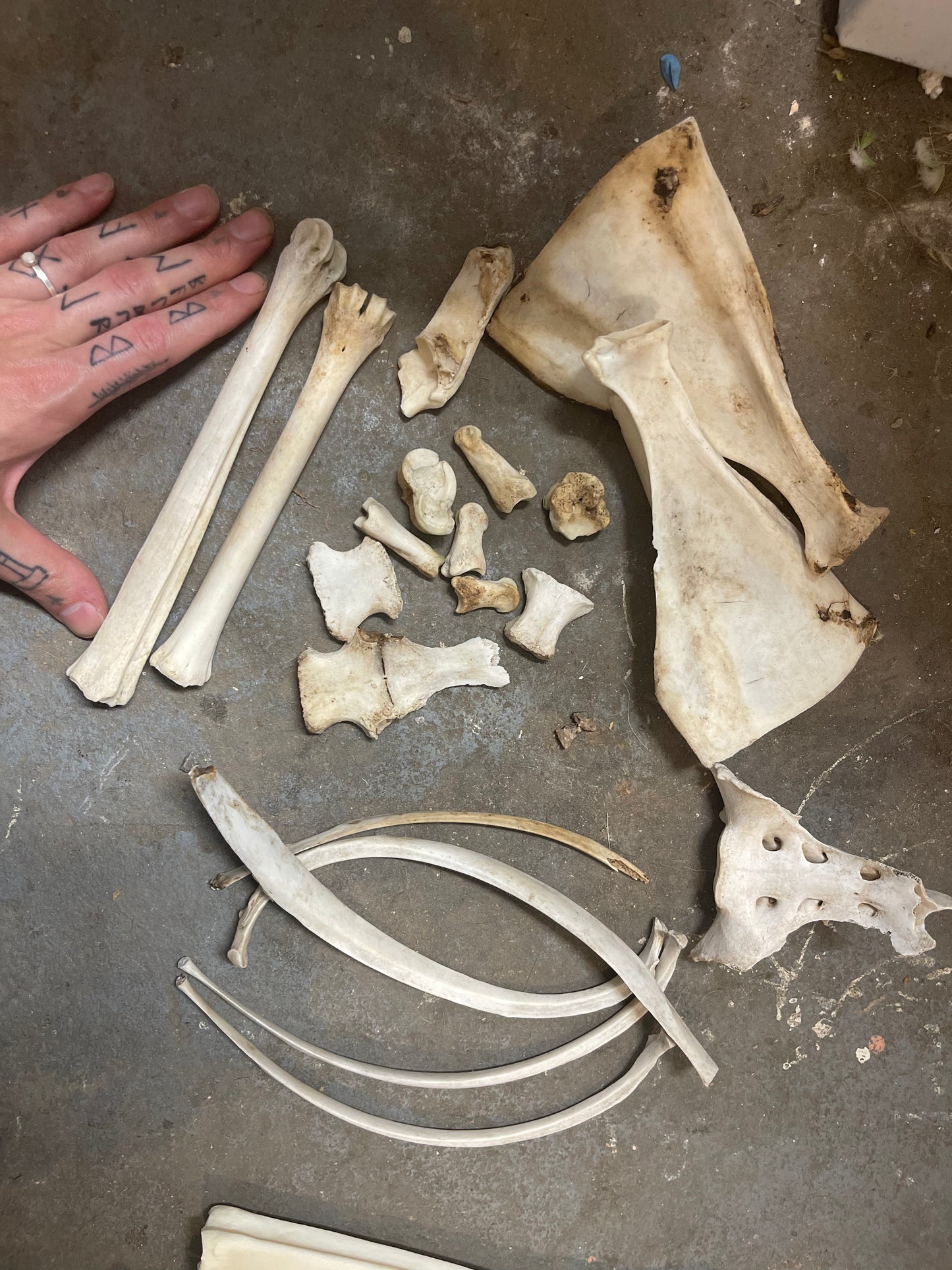 Reserved for Walking Apostasy - Craft Deer Bone Lot