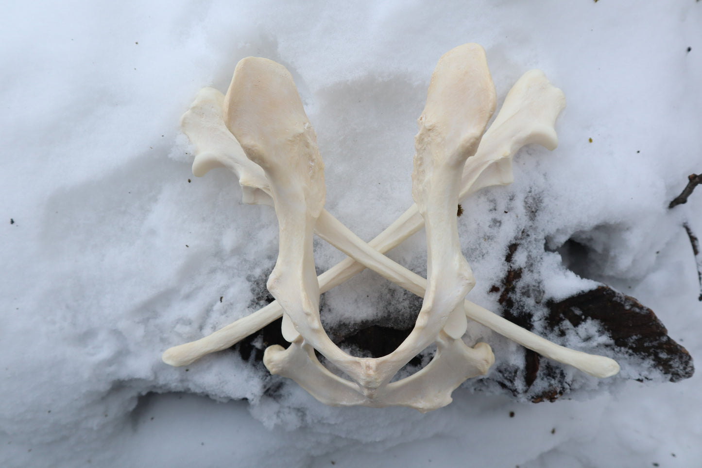 Reserved for Shayne - Gray Wolf Bones