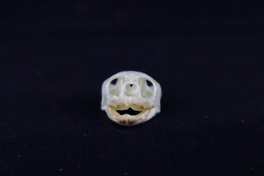 Red Eared Slider Skull