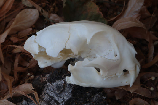 Reserved for Cam - Craft Bobcat Skull