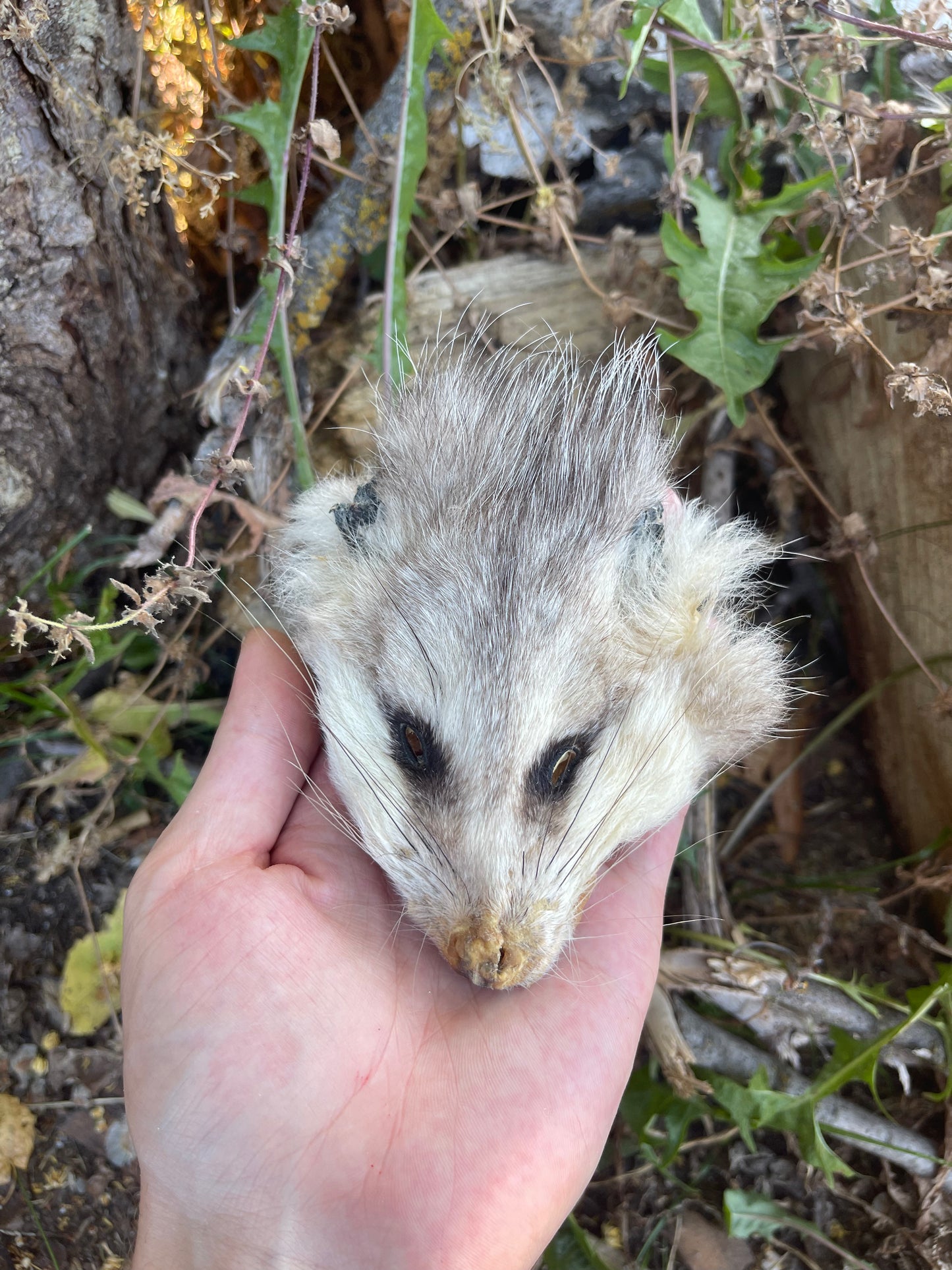 Reserved for Morgan - Craft Soft Tanned Opossum Face