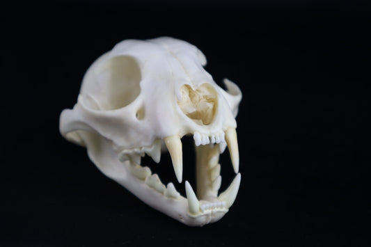 Reserved for Amberley Levine - Alaskan Lynx Skull