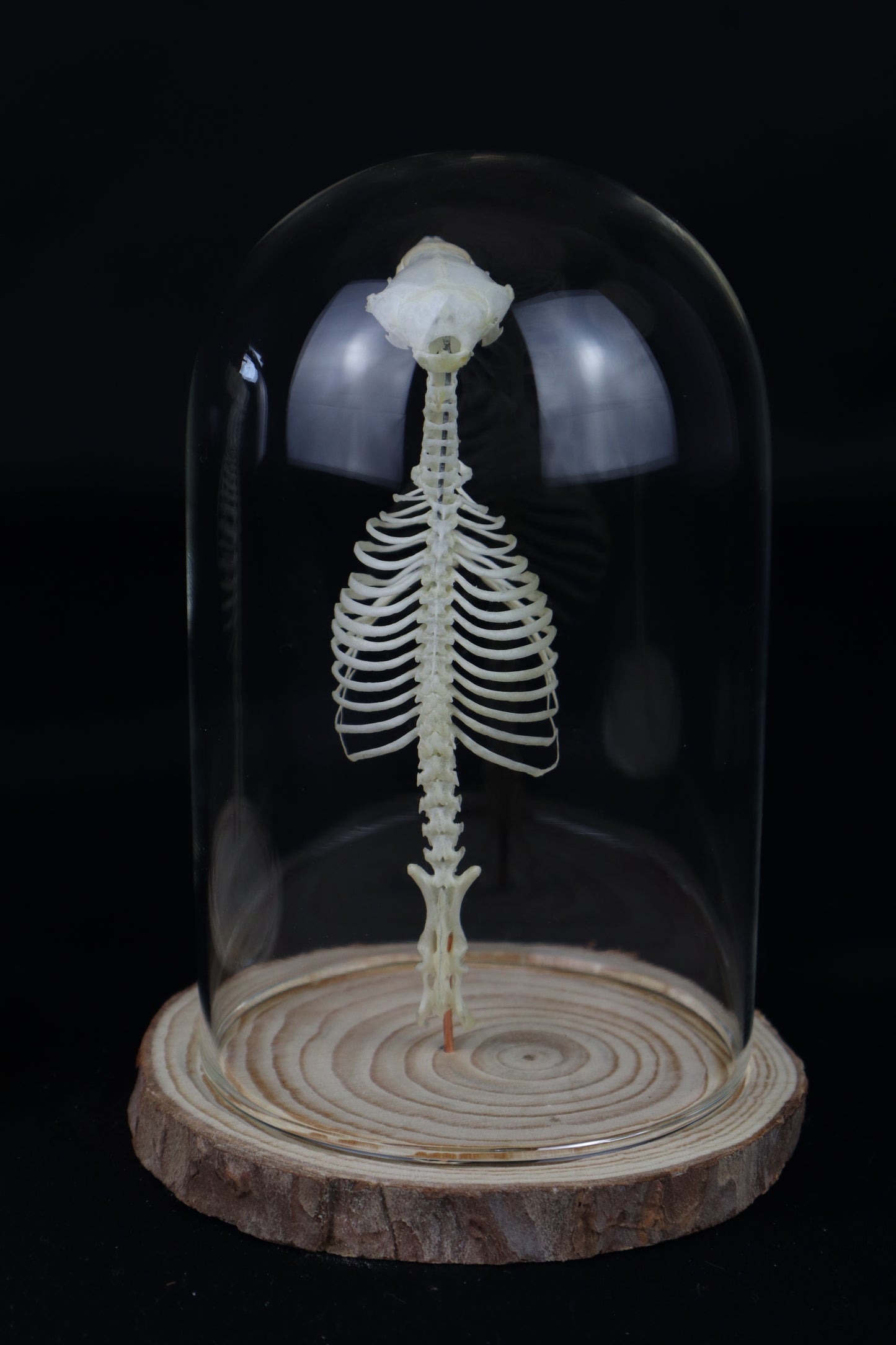 Mole Skull and Articulated Spinal Column