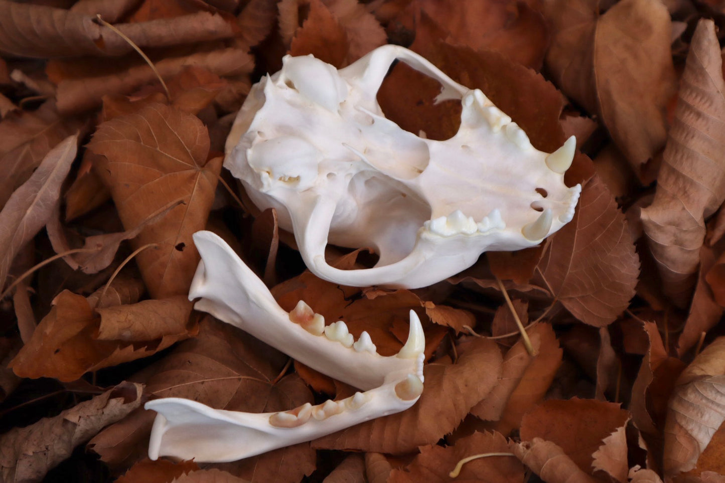 Alaskan Lynx Skull