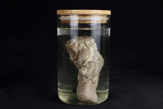 Domestic Goat Tongue Wet Specimen