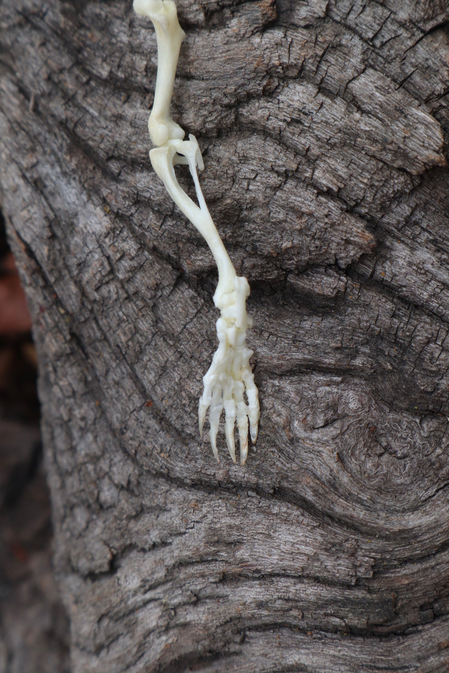 Mole Leg Articulation