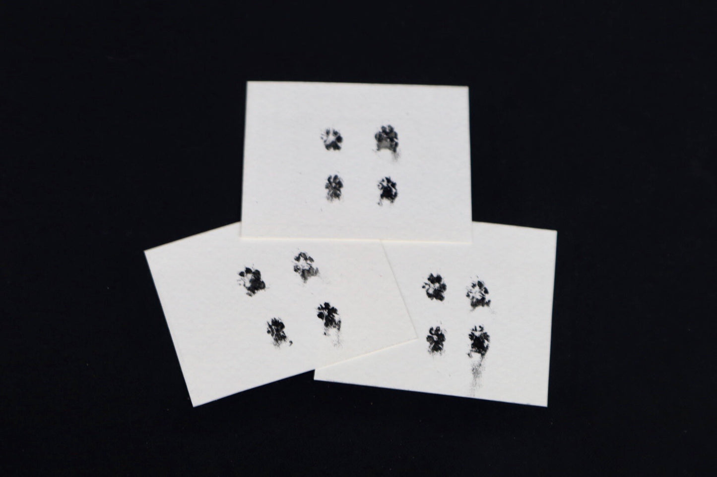 Stillborn Chihuahua Paw Print