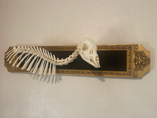 Reserved for Erin - Articulated Whitetail Fawn Skeleton