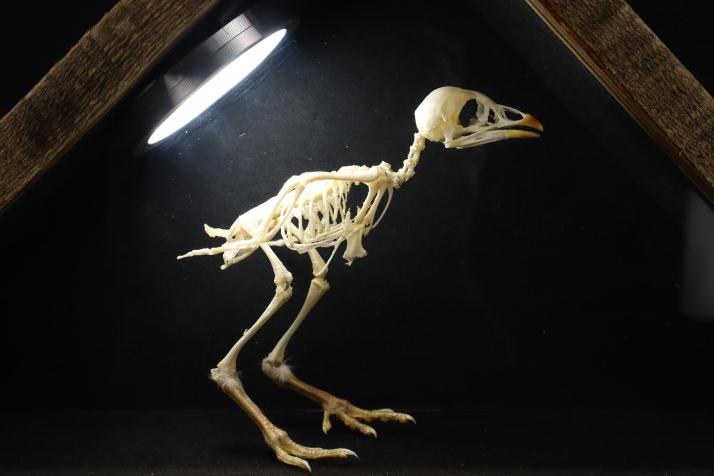 Sub-Adult Chicken Articulation in Glass Display Case