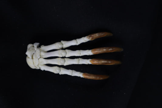 Porcupine Paw Articulation
