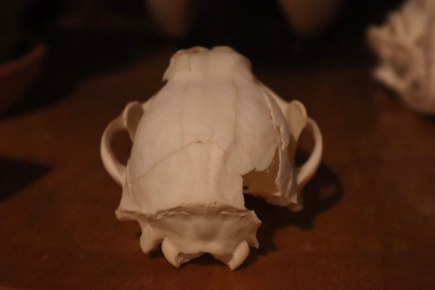 Reserved for Madison - Fragmented Raccoon Skull