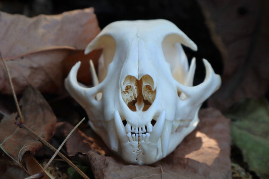 Reserved for Gabi - Bobcat Skull