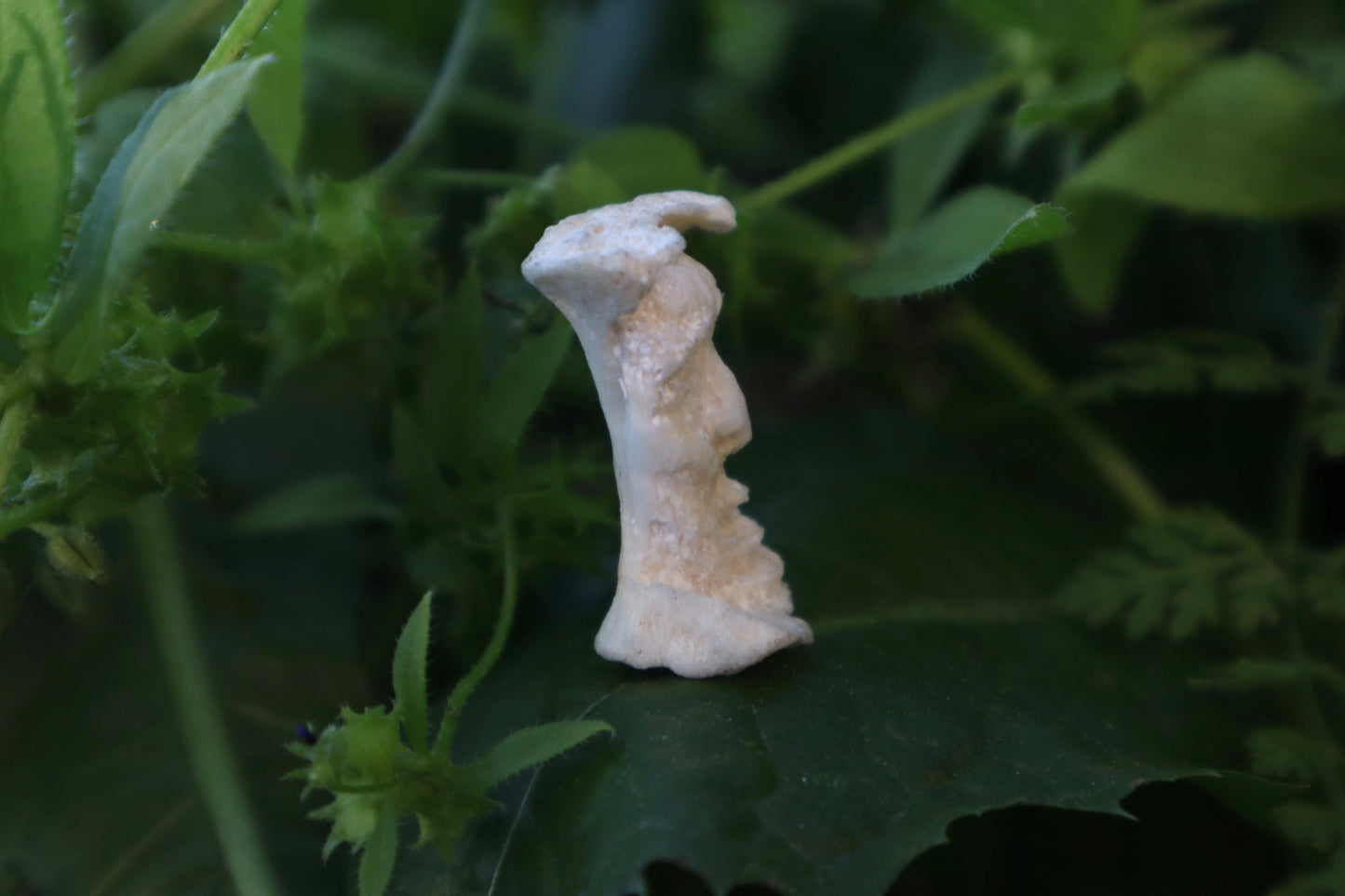 Gray Wolf Bone Monk Sculpture