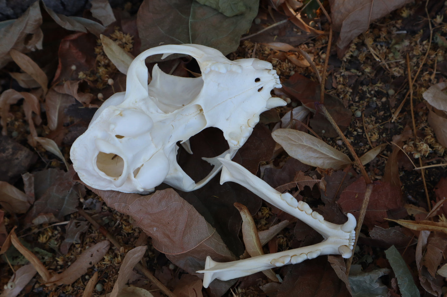 Reserved for Gabi - Bobcat Skull