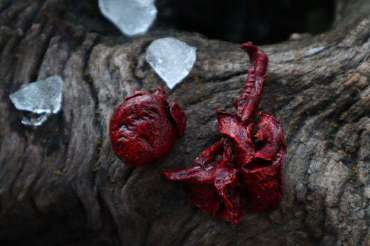 Dry Preserved Cottontail Rabbit Heart and Lungs