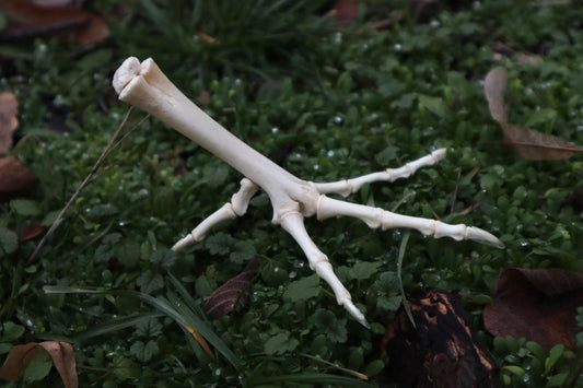 Chicken Foot Articulation