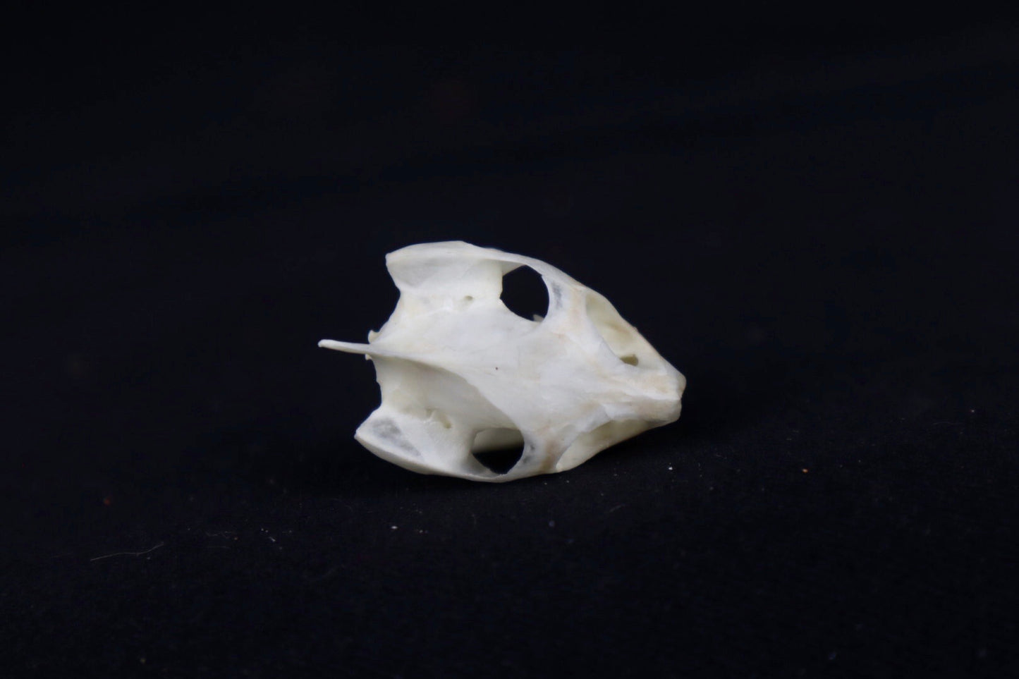 Red Eared Slider Skull
