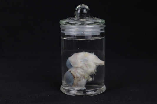 Mountain Lion Eyeballs Wet Specimen