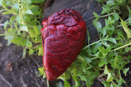 Reserved for Vinette - Dry Preserved Whitetail Deer Heart