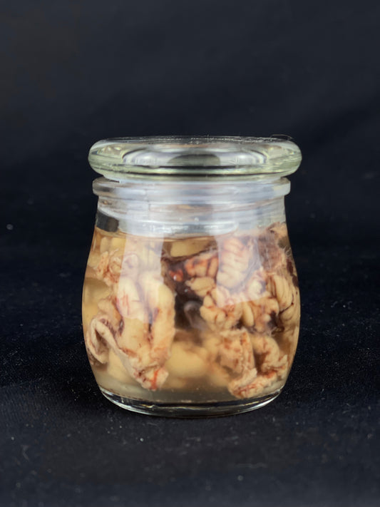 Reserved for Tea for Twenty - Wet Specimen Bison Brains