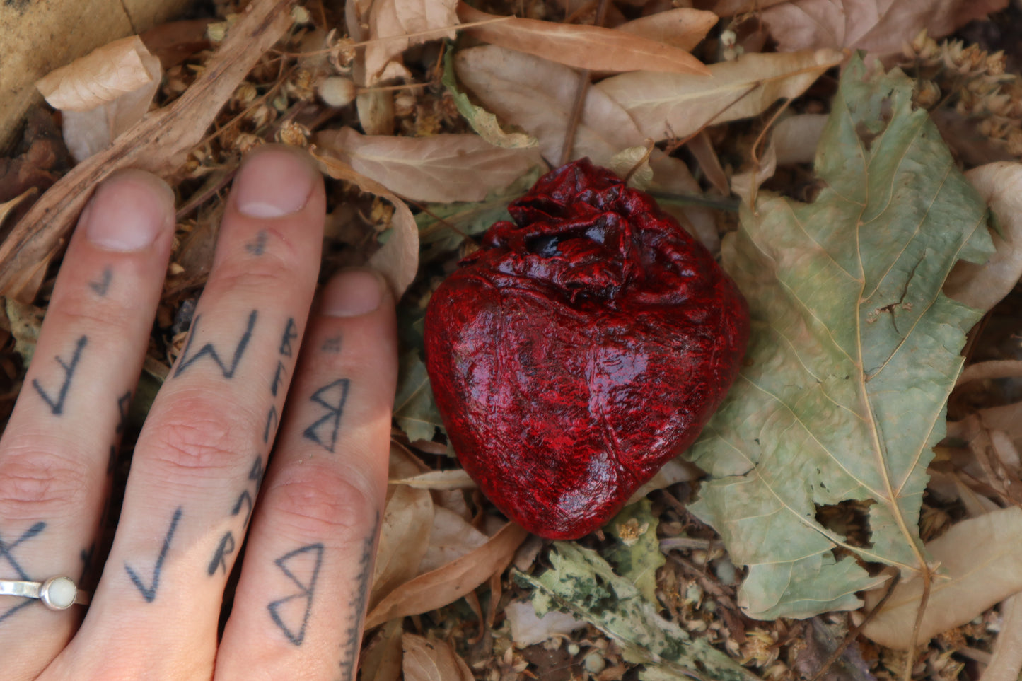 Reserved for Xana - Dry Preserved Coyote Heart