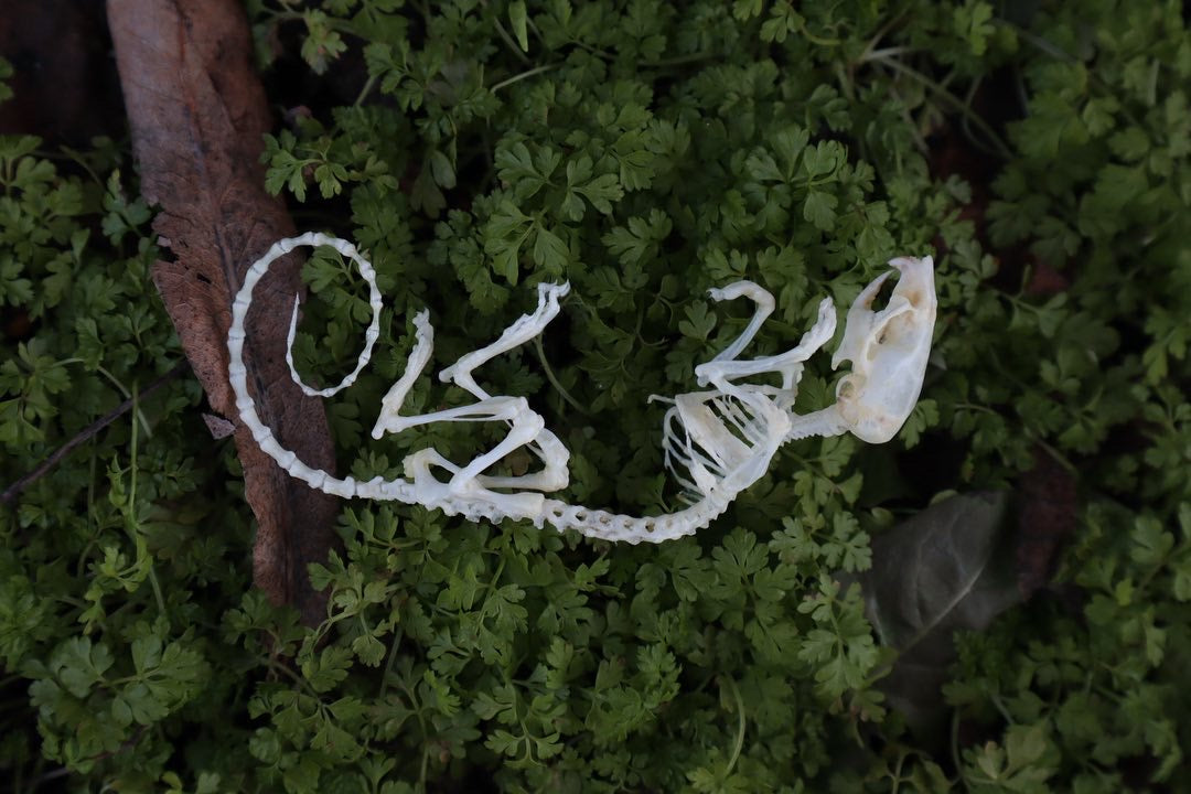 Reserved for Liz - Mouse Skeleton Articulation
