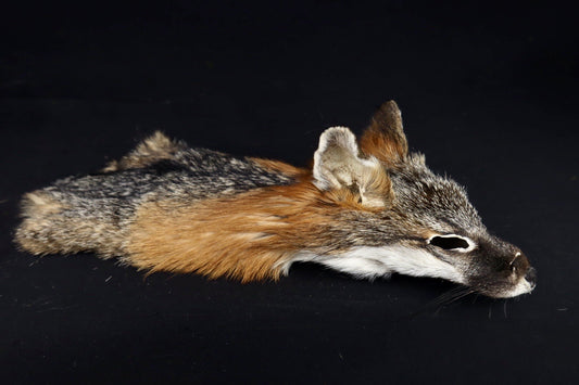 Gray Fox Face/Cape