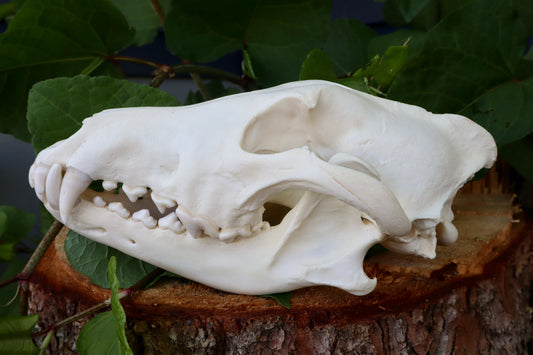 Reserved for Dan - Gray Wolf Skull