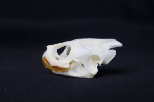 Red Eared Slider Skull