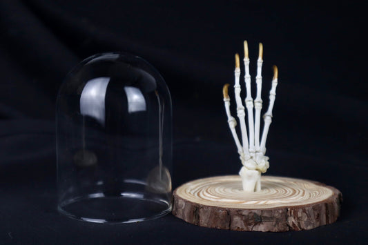 Raccoon Paw Articulation in Glass Dome