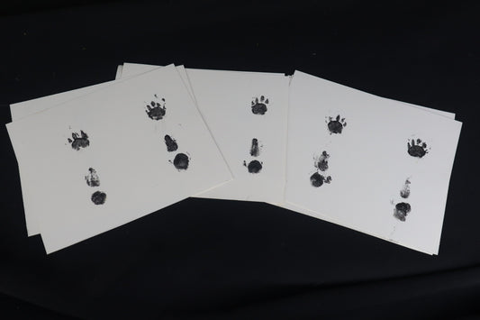 Red Kangaroo Joey Paw Print