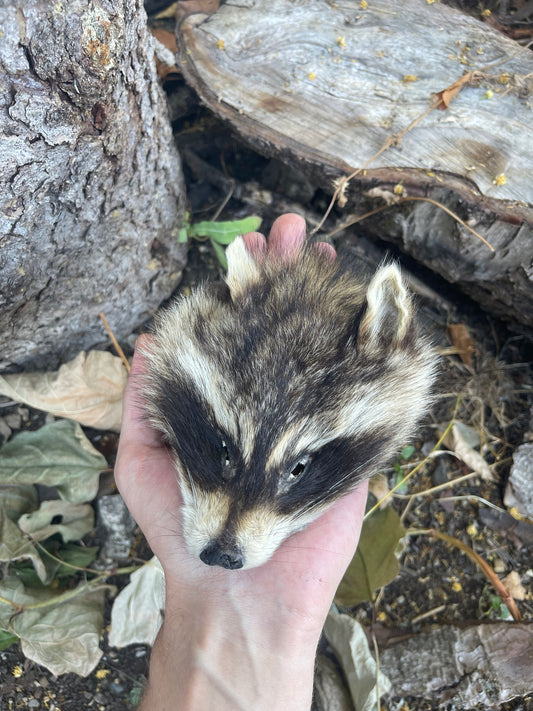 Reserved for SunSpellDice - Craft Soft Tanned Raccoon Face