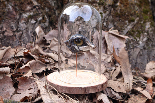 Reserved for Remi - Dry Preserved Gray Wolf Eye
