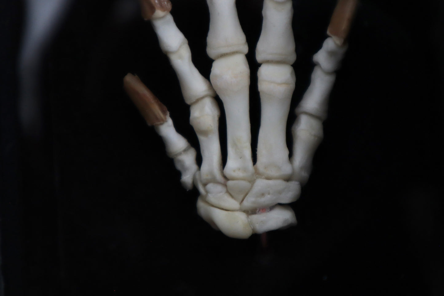 Beaver Paw Articulation