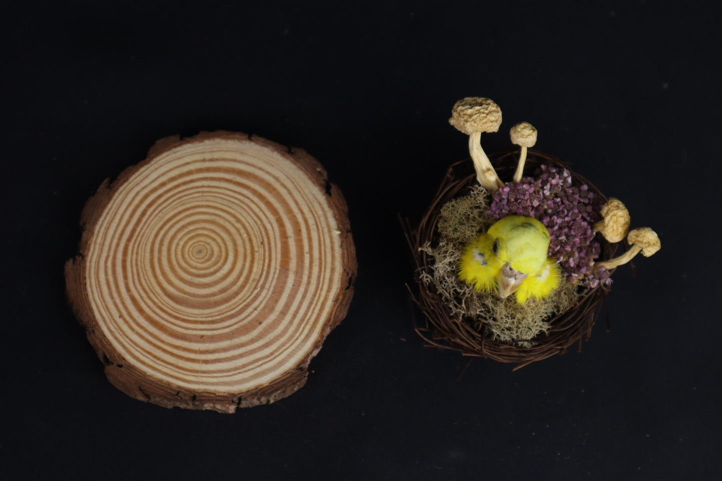 Reserved for Amanda -Taxidermy Budgerigar Head Sculpture
