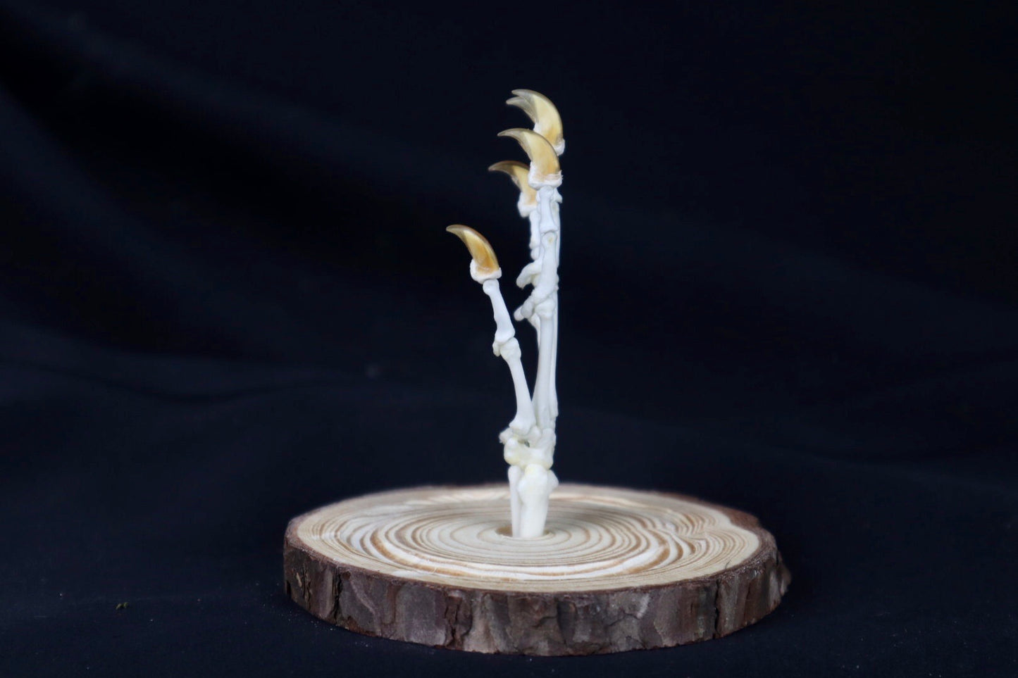 Raccoon Paw Articulation in Glass Dome