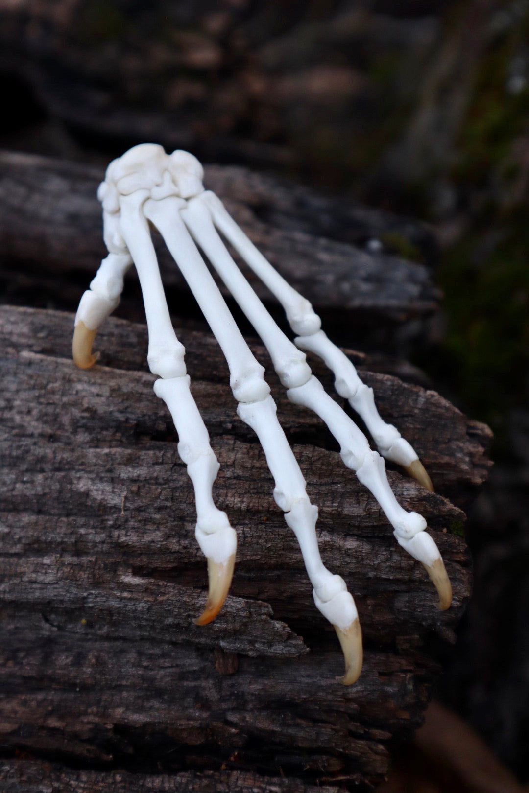 Bobcat Paw Articulation