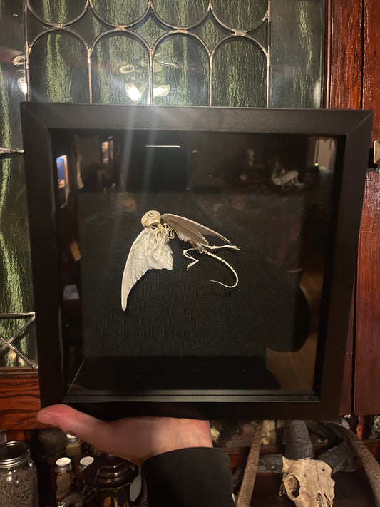 Articulated Baby Gryphon Skeleton