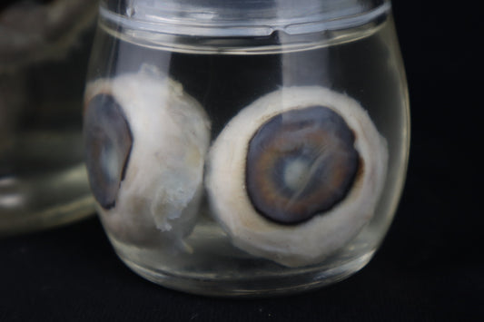 Reserved for Fabled Oddities - Wet Specimen Gray Wolf Eyeballs