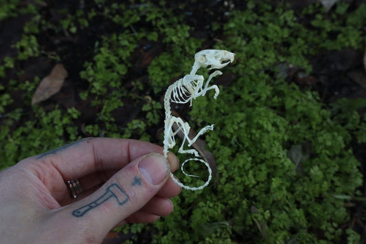 Reserved for Liz - Mouse Skeleton Articulation