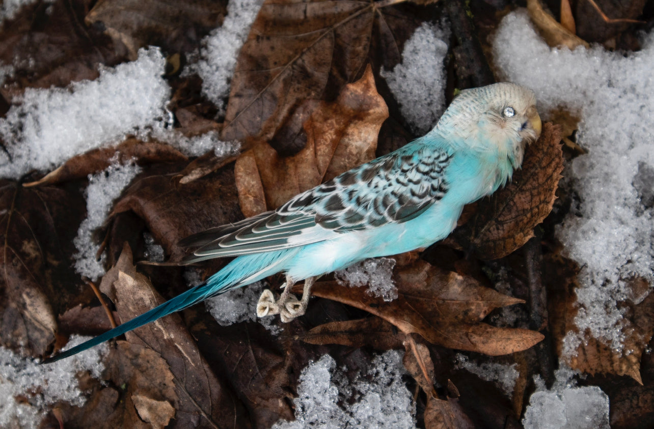Reserved - Dry Preserved Parakeet with CZ Eyes