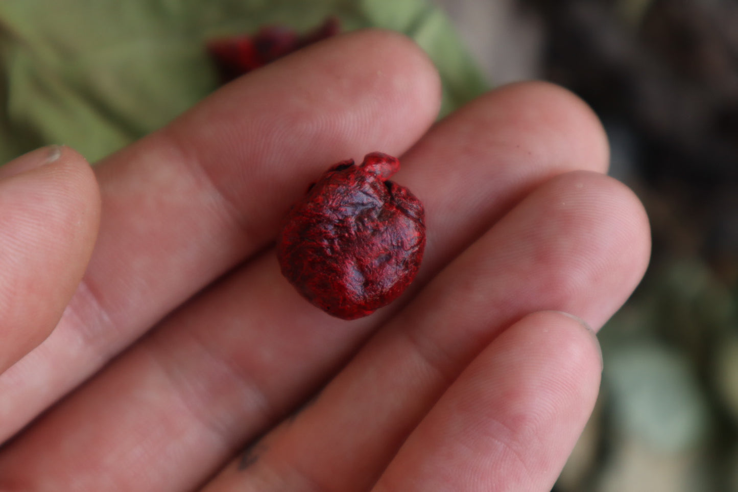 Reserved for Brandon - Dry Preserved Raccoon and Baby Rabbit Heart and Lungs