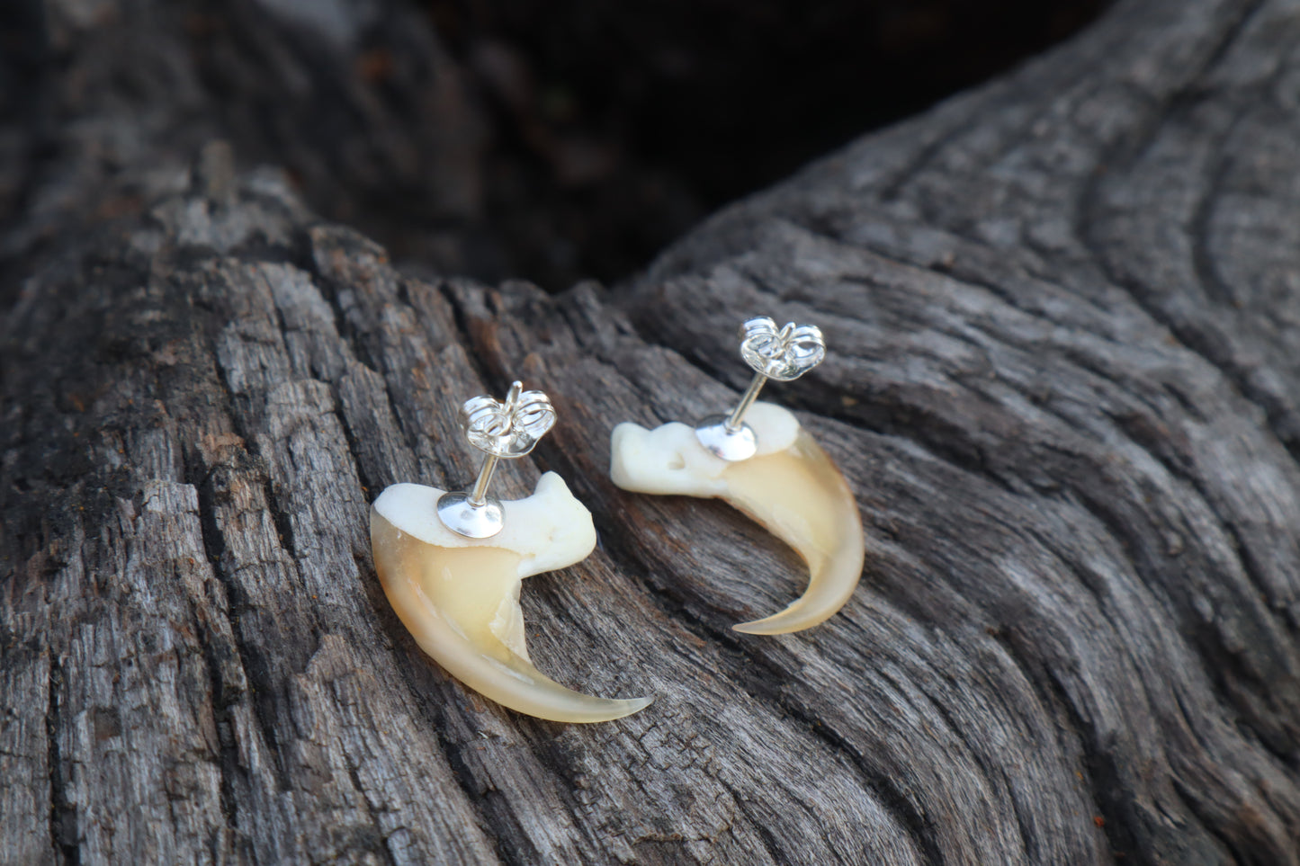 Reserved for Amanda Bobcat Claw Stud Earrings - .925 Silver